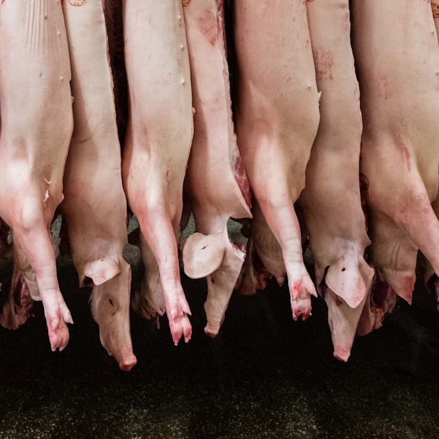 Halbierte Schweine hängen in einem Schlachthof. Die Ampel-Regierung will eine Tierwohlabgabe einführen.er gesunken») Foto: Mohssen Assanimoghaddam/dpa +++ dpa-Bildfunk +++