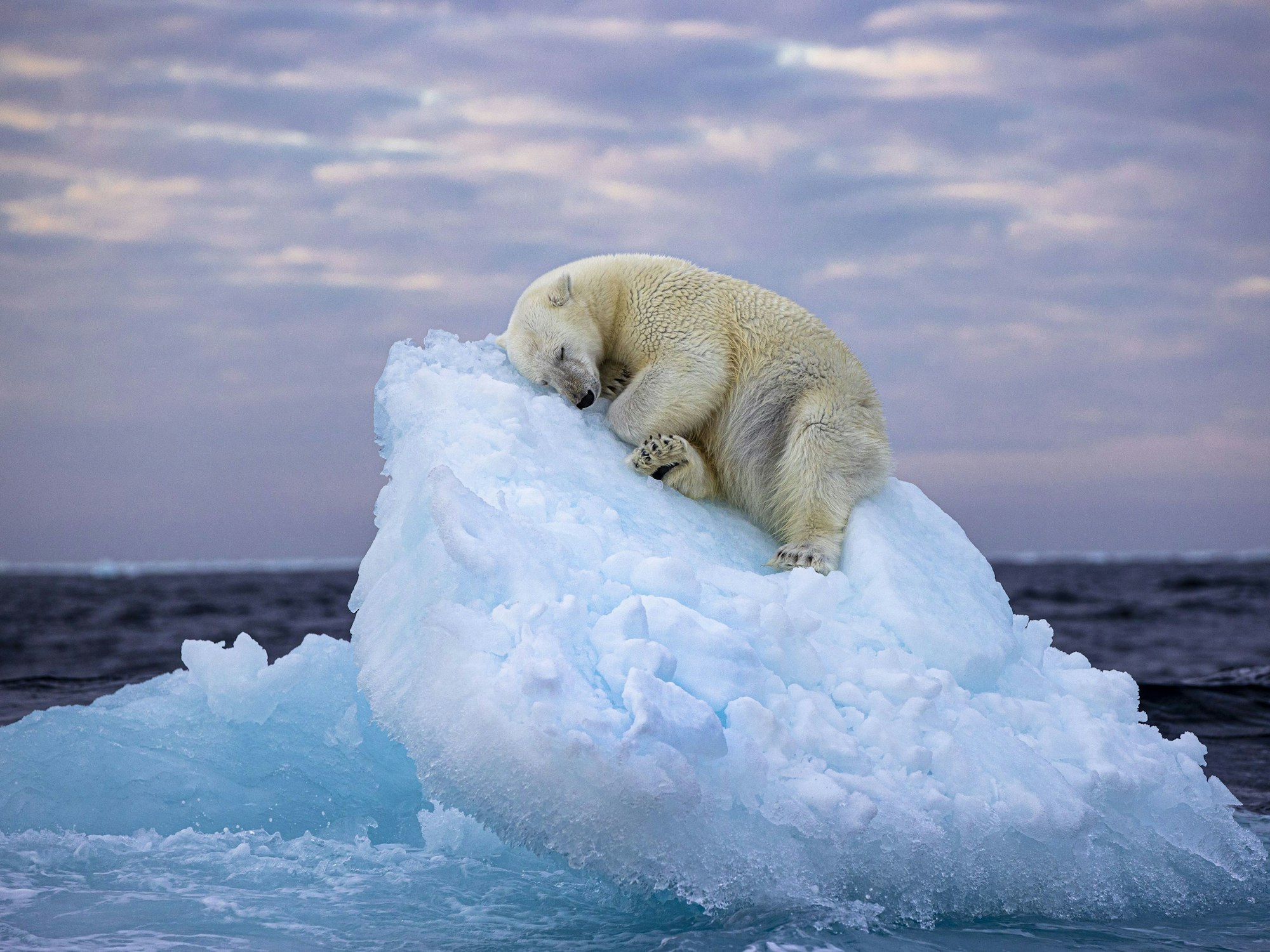 Dieses undatierte, vom Natural History Museum herausgegebenes Foto mit dem Namen „Ice Bed“ des britischen Fotografen Nima Sarikhani zeigt einen Eisbären im norwegischen Svalbard-Archipel. Das Foto von Nima Saikhani hat den Publikumspreis des Wettbewerbs „Wildlife Photographer of The Year“ des Londoner Natural History Museums gewonnen.
