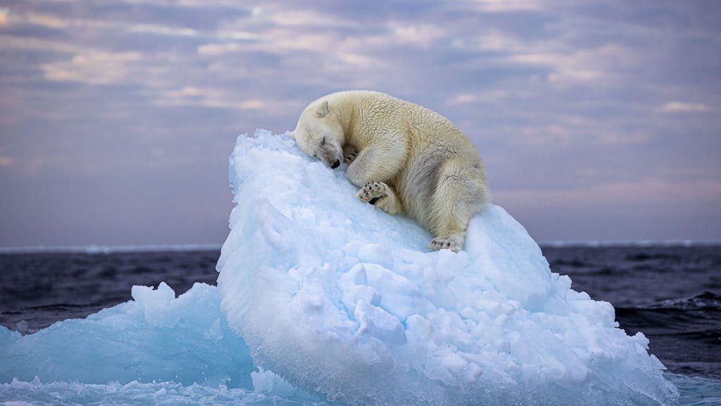 Dieses undatierte, vom Natural History Museum herausgegebenes Foto mit dem Namen „Ice Bed“ des britischen Fotografen Nima Sarikhani zeigt einen Eisbären im norwegischen Svalbard-Archipel. Das Foto von Nima Saikhani hat den Publikumspreis des Wettbewerbs „Wildlife Photographer of The Year“ des Londoner Natural History Museums gewonnen.