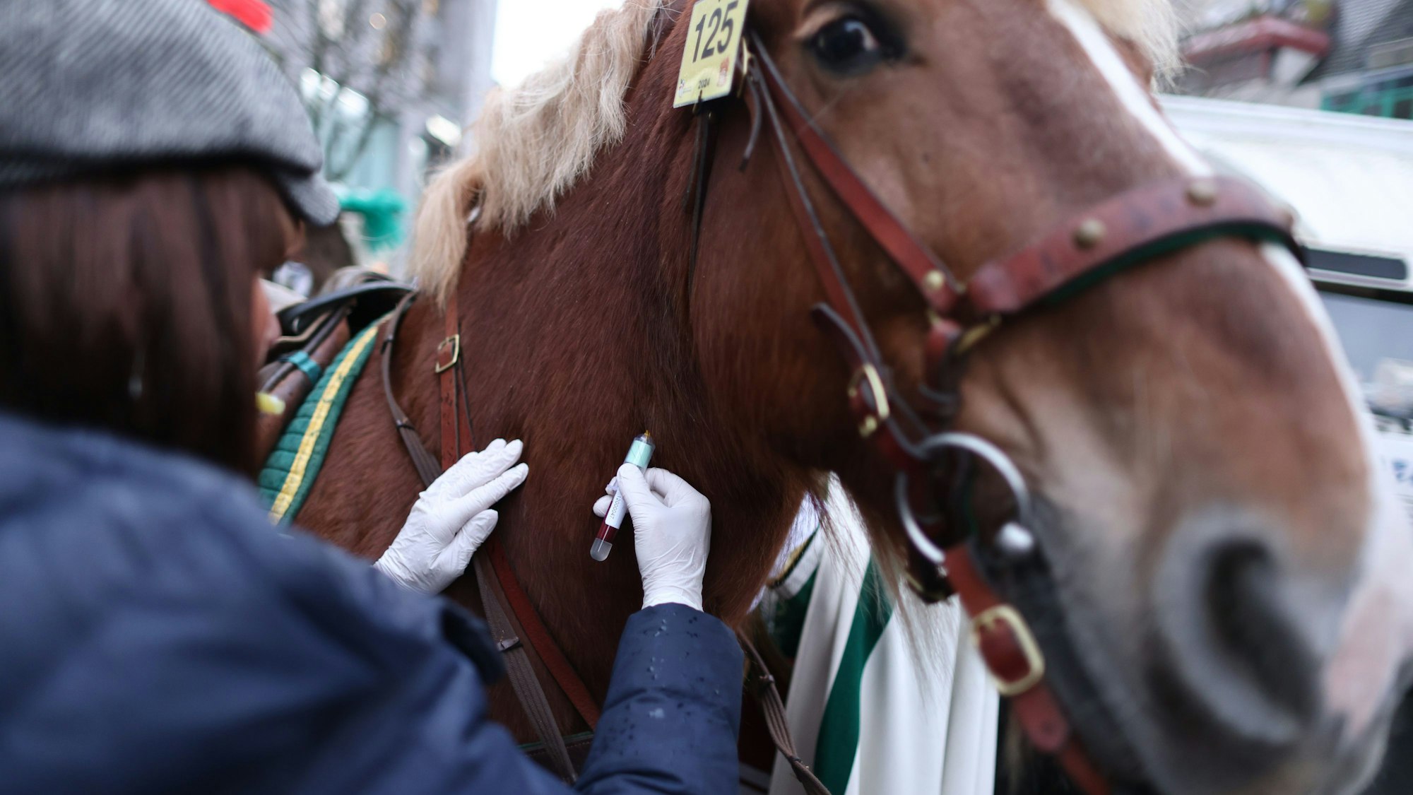 Vor dem Start des Rosenmontagsumzugs wird einem Pferd Blut entnommen.
