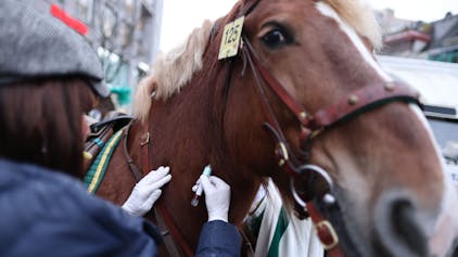 Vor dem Start des Rosenmontagsumzugs wird einem Pferd Blut entnommen.