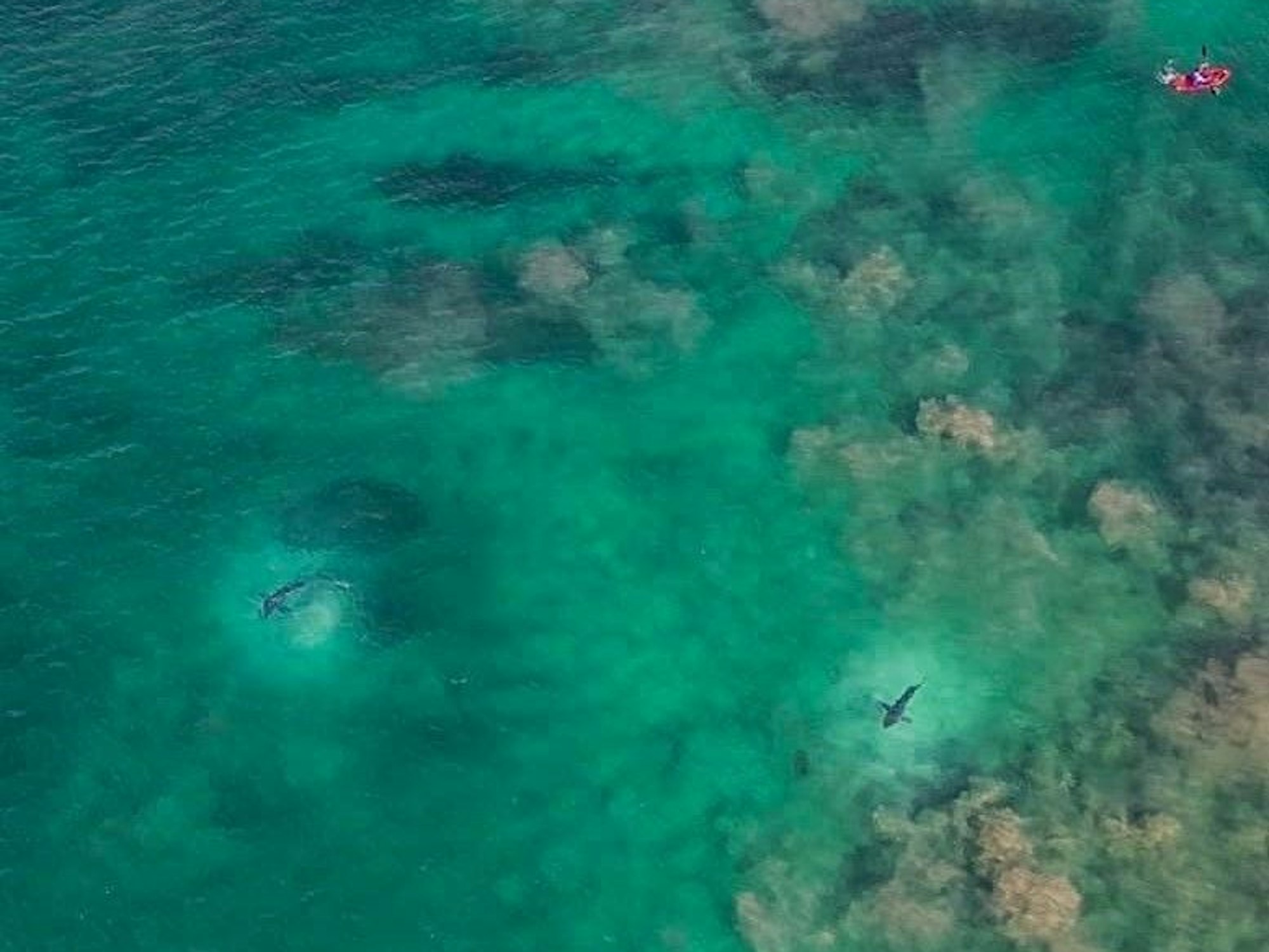 Ein Drohnenbild, das Weiße Haie im Wasser zeigt. Das Foto wurde in Hartenbos, Südafrika, aufgenommen.