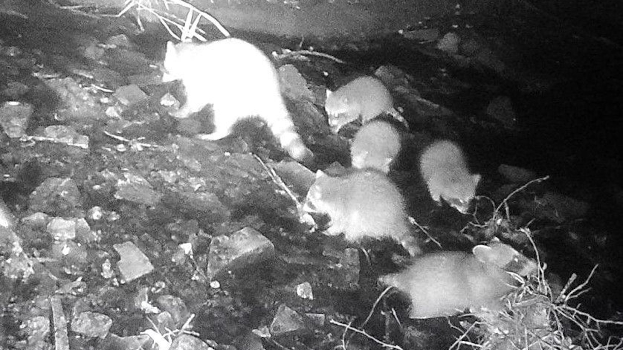 Die Aufnahme einer Nachtbildkamera zeigt einen erwachsenen Waschbären und fünf Jungtiere als graue bis weiße Silhouetten vor einem dunklen Hintergrund.