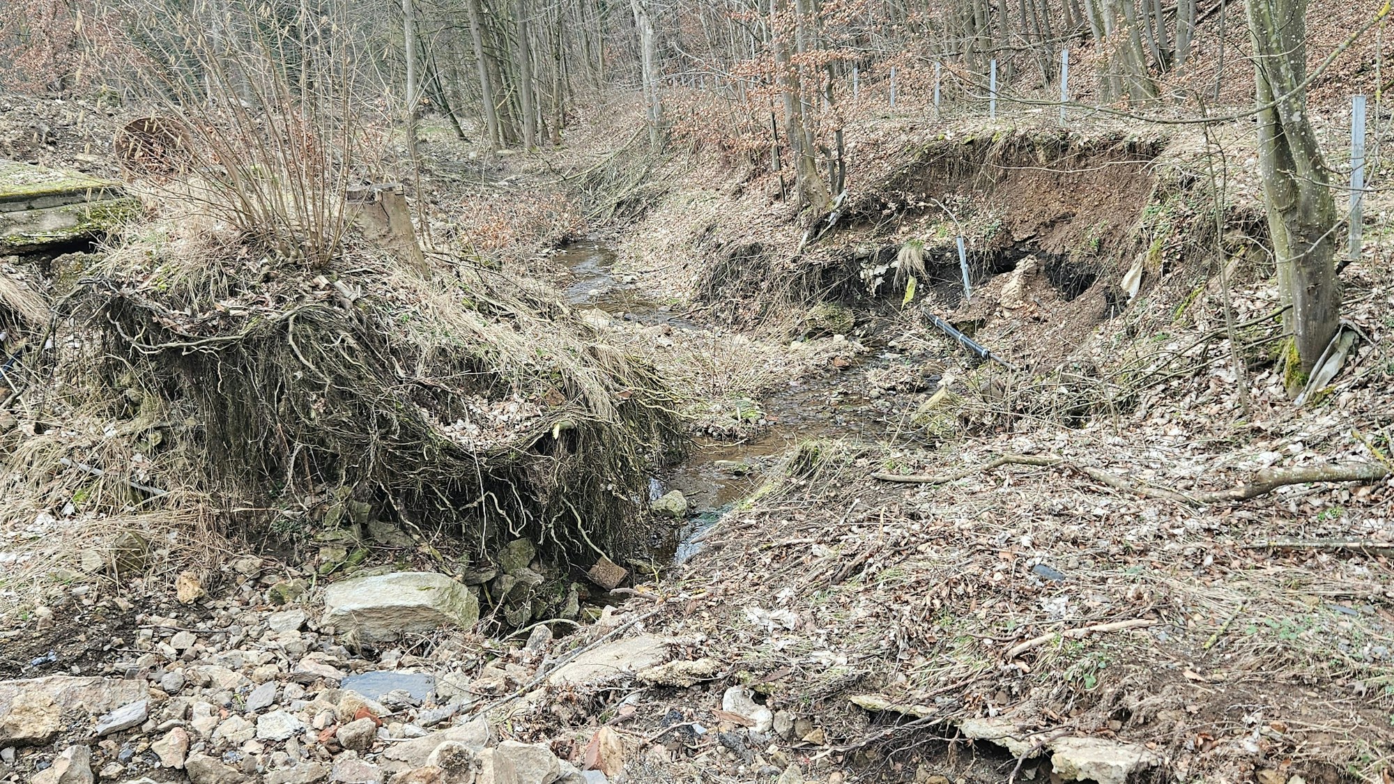 Das Foto zeigt unterspülte Wurzeln und abgerissene Böschungen.am Gillesbach.