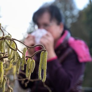 Eine Frau mit einer Allergie steht mit einem Taschentuch an einer Korkenzieherweide, die in voller Blüte steht. Durch die milden Temperaturen blühen viele Pflanzen schon sehr zeitig.&nbsp;