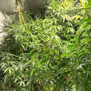 Illegal angebaute Cannabispflanzen