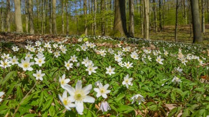Sie bringen Frühlingsgefühle und etwas Farbe für den Waldboden: Buschwindröschen (Anemone nemorosa).