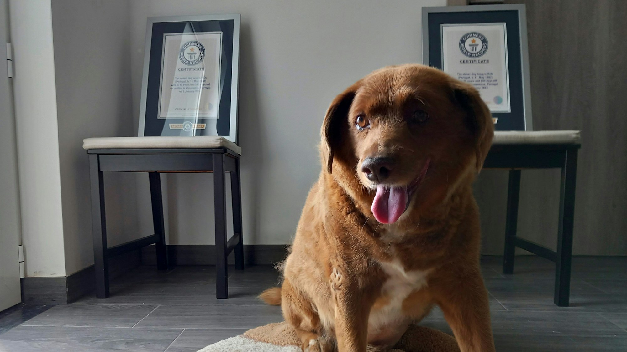 Bobi, ein portugiesischer Hund der Rasse Rafeiro do Alentejo, sitzt in seinem Haus in Conqueiros, Zentralportugal, für ein Foto mit seiner Guinness-Weltrekord-Urkunde für den ältesten Hund.