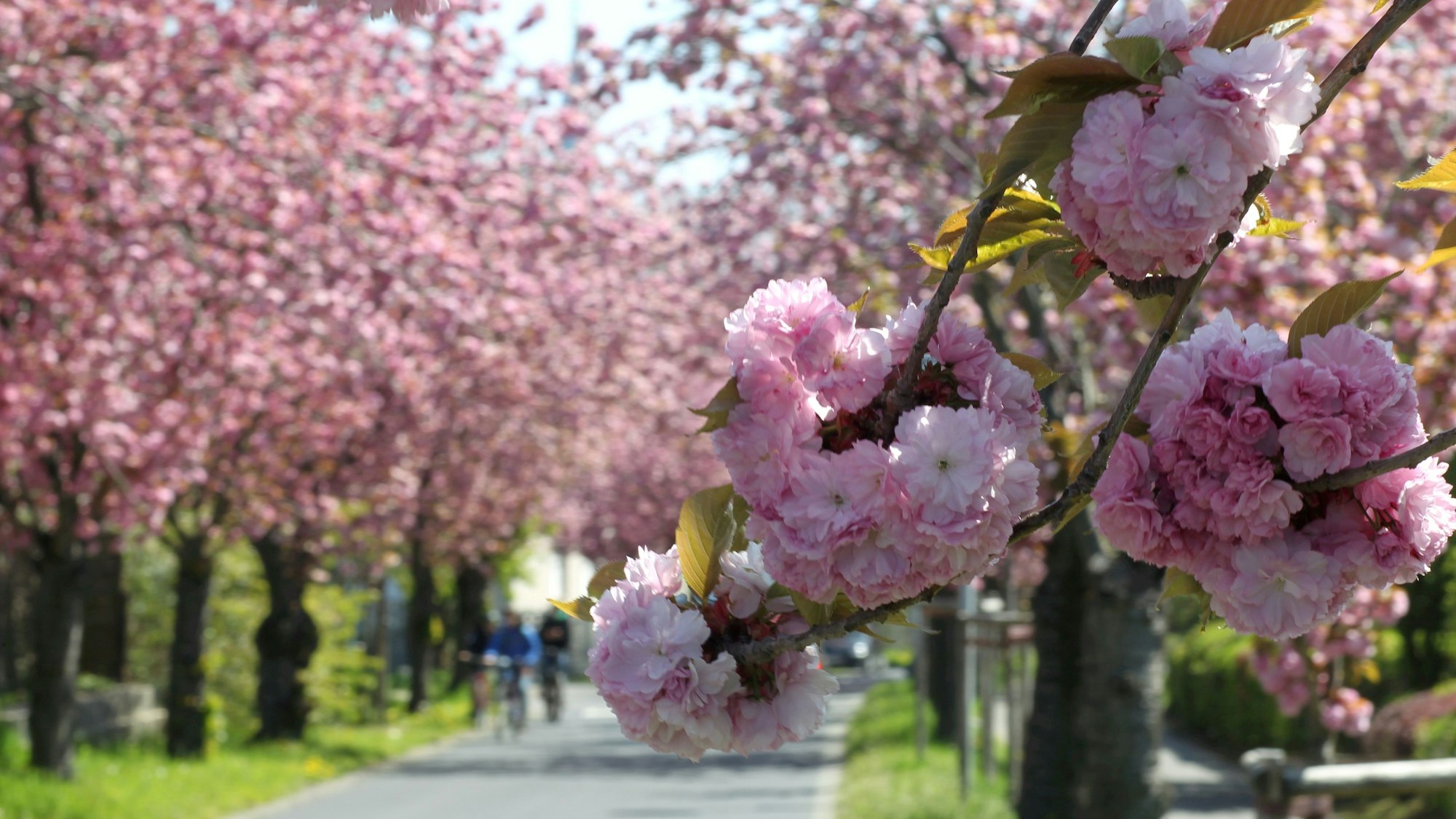 In der Premnitzer Straße in Niederkassel Lülsdorf steht auf knapp 500 Meter unzählige Kirschbäume, die zum Teil so alt sind, dass die Blütenpracht phasenweise über der Straße ein Dach bilden können.