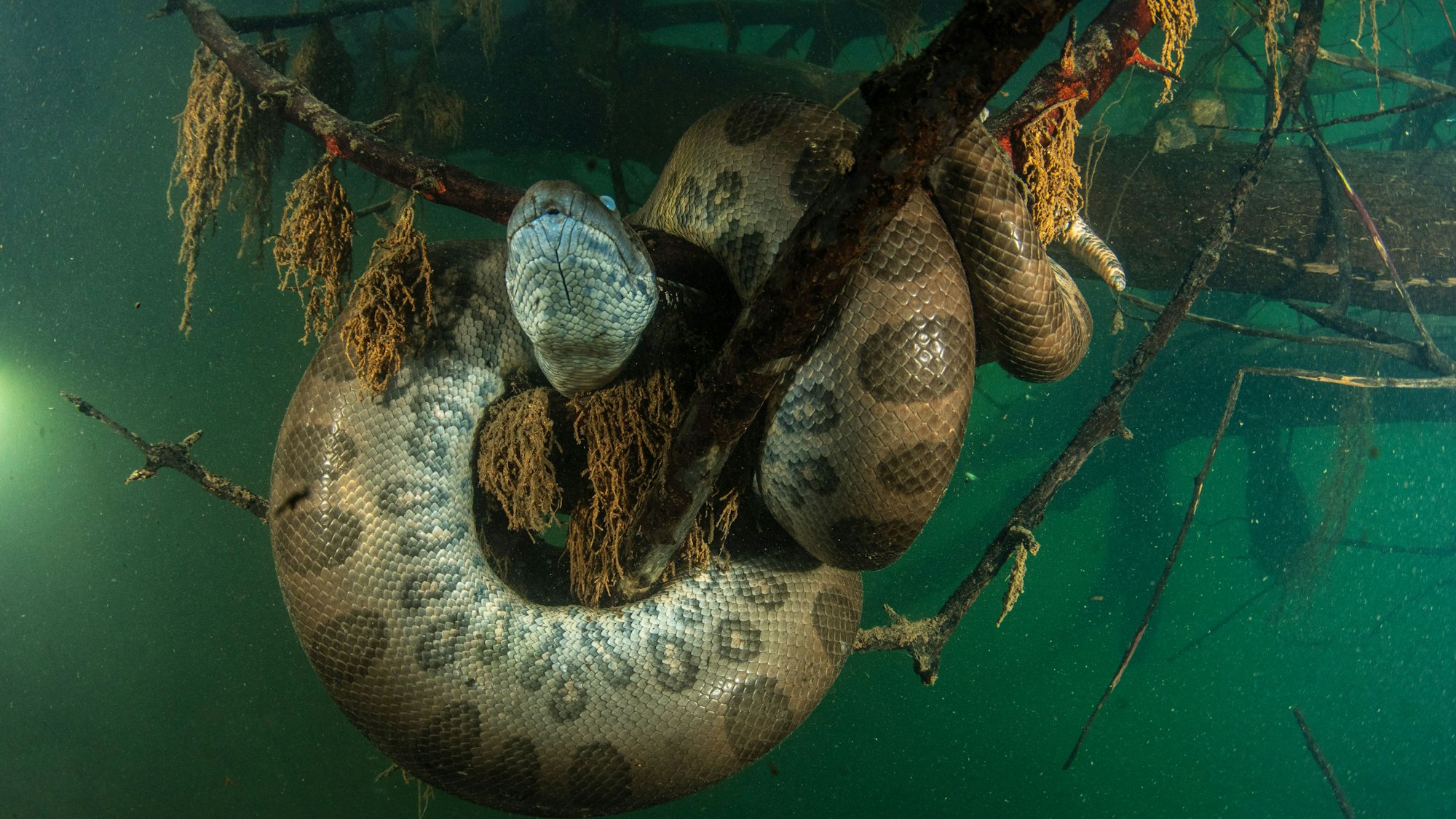 Eine männliche Anaconda hängt an einem untergetauchten Baum in der brasilianischen Rio Formoso.