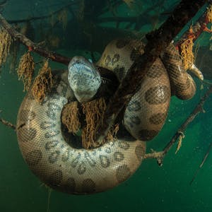 Eine männliche Anaconda hängt an einem untergetauchten Baum in der brasilianischen Rio Formoso.