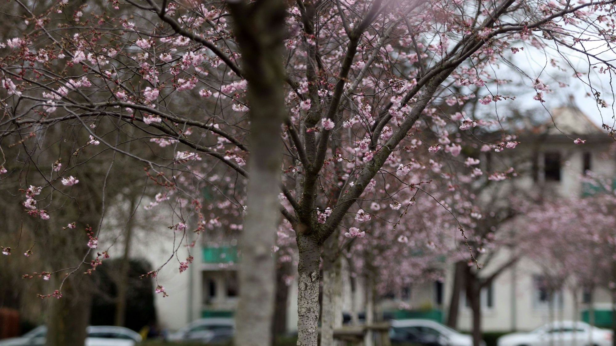 Langsam kommt der Frühling raus. Bäume Stäucher und Blumen blühen bereits. Wie hier in Nippes in der Grabbestraße wo eine kleine Allee von Kirschbäumen blühen. Foto: Arton Krasniqi

