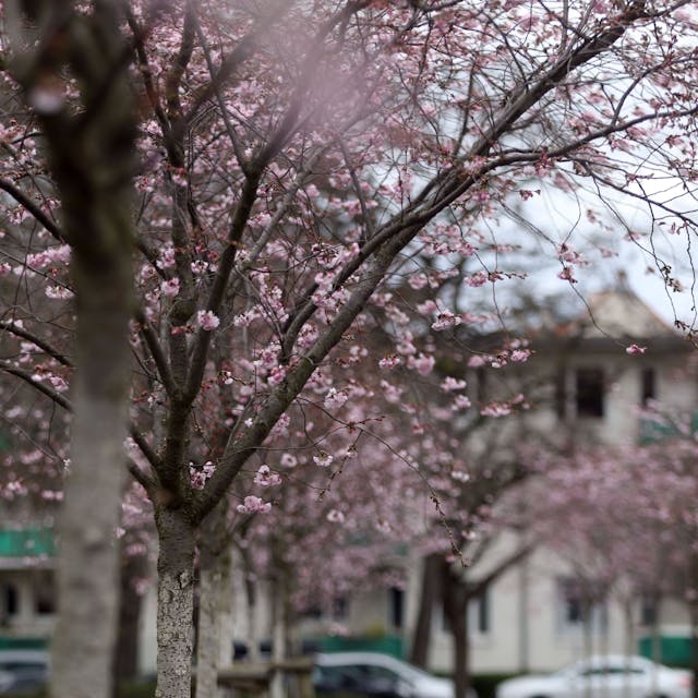 Langsam kommt der Frühling raus. Bäume Stäucher und Blumen blühen bereits. Wie hier in Nippes in der Grabbestraße wo eine kleine Allee von Kirschbäumen blühen. Foto: Arton Krasniqi

