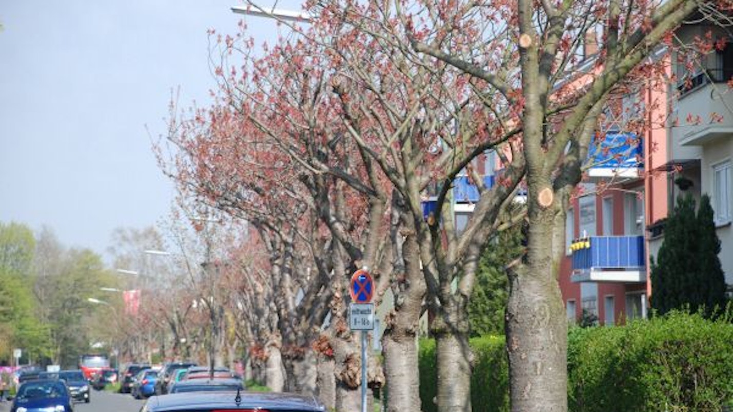 Kirschbäume auf der Rondorfer Straße