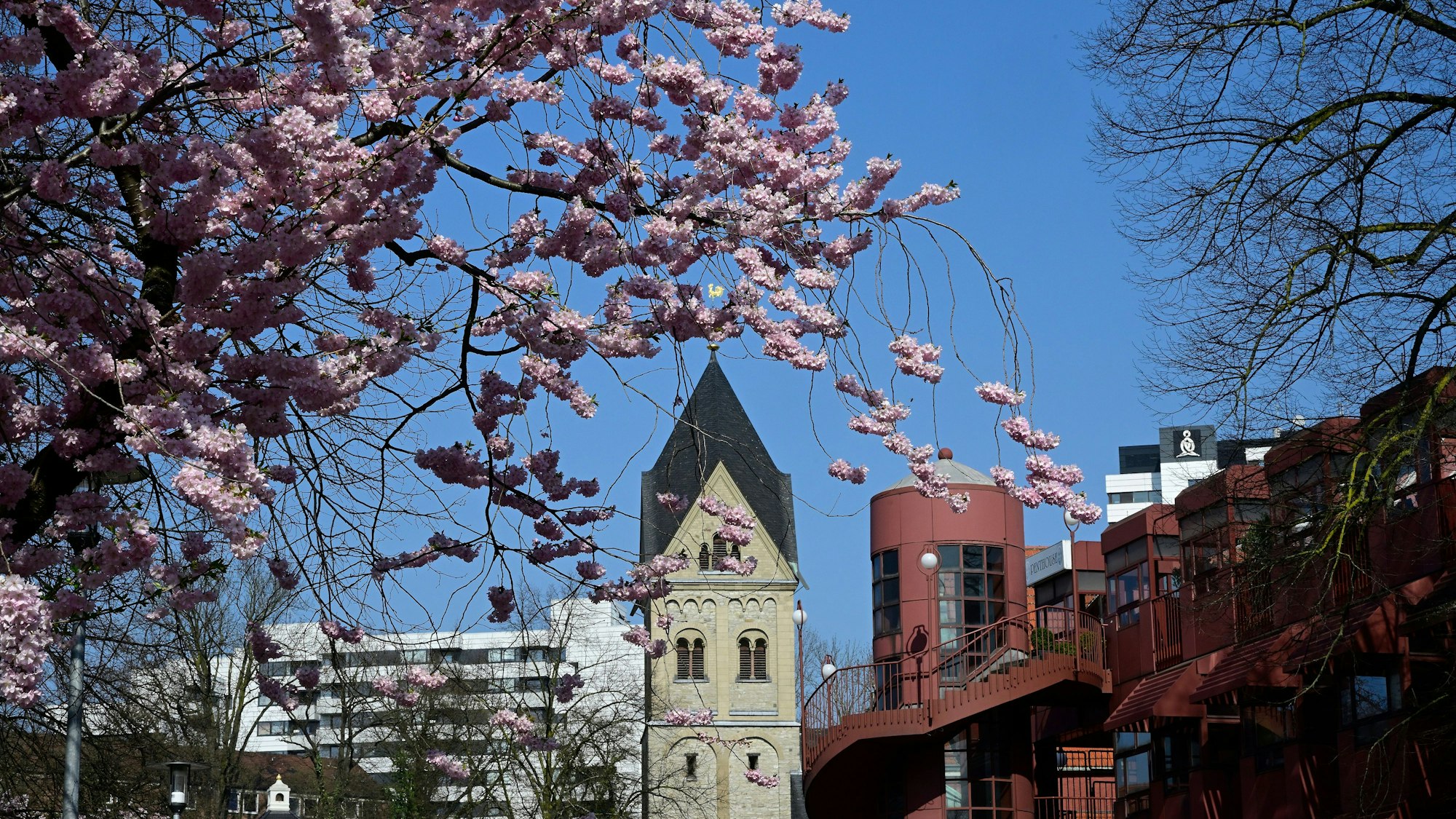 Kirschblüte am Bergischen Löwen und der Villa Zanders