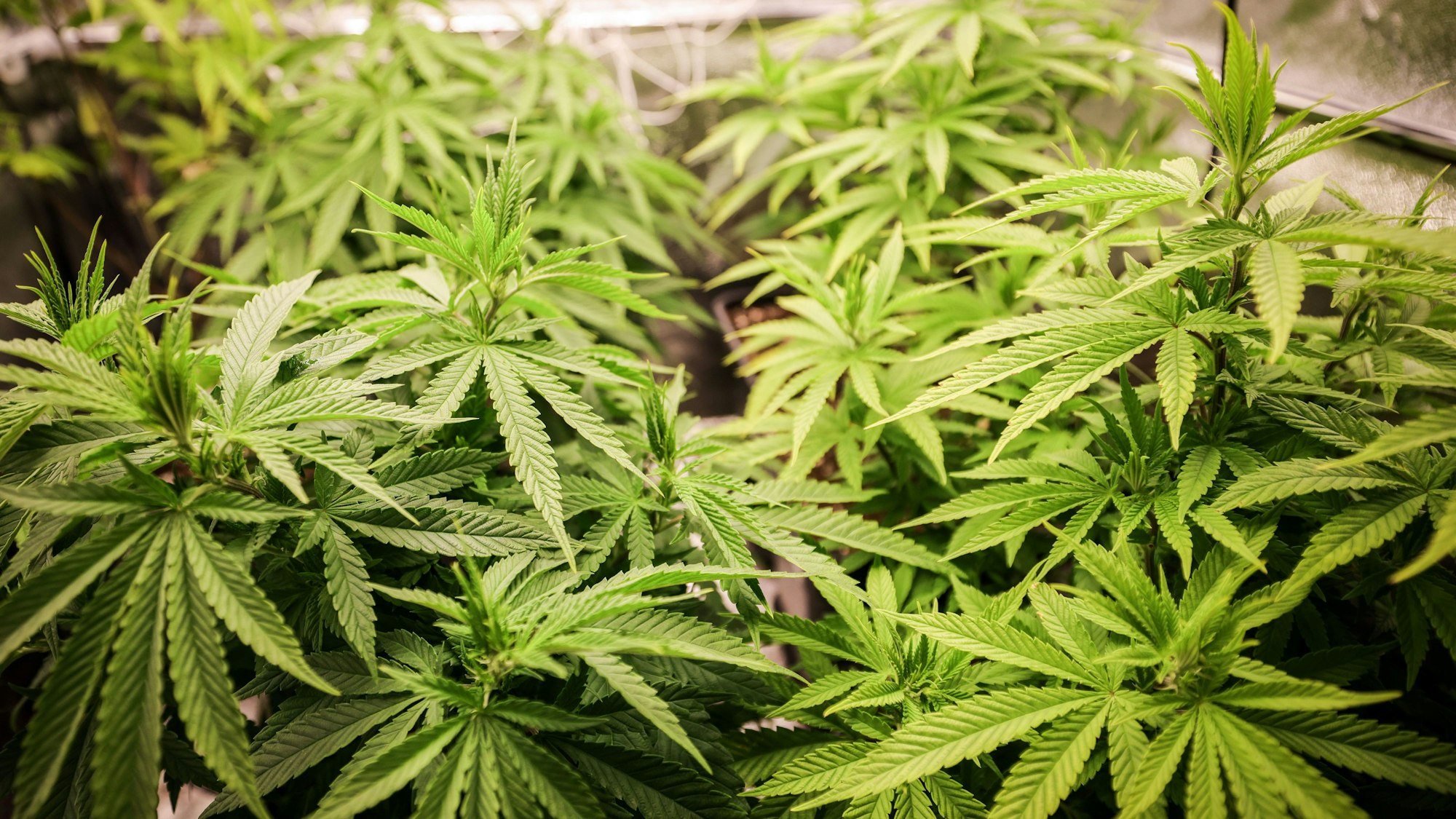 Das Bild zeigt Cannabispflanzen in ihrer Wachstumsphase.