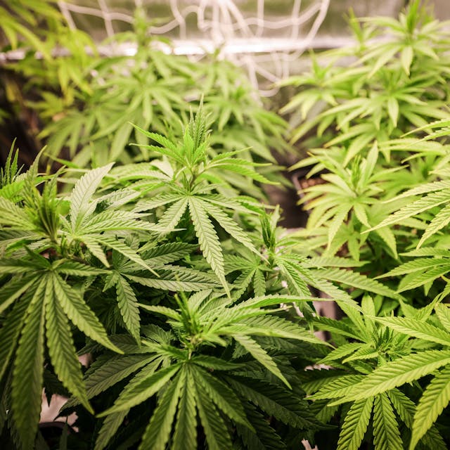 Das Bild zeigt Cannabispflanzen in ihrer Wachstumsphase.