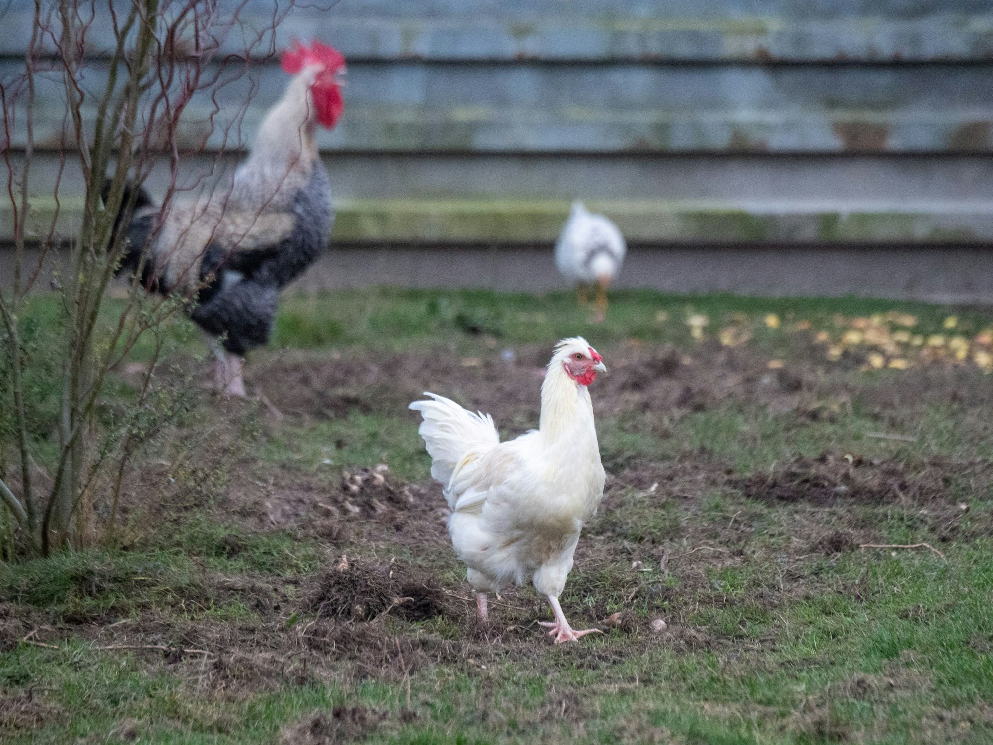 Hühner laufen auf einer Wiese, hier im November 2022 in Mecklenburg-Vorpommern.