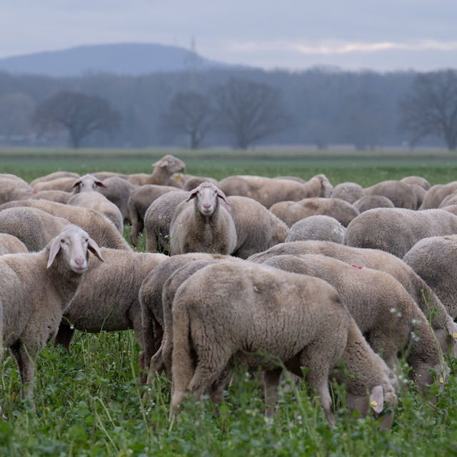 ARCHIV - 05.01.2024, Nordrhein-Westfalen, Frille: Schafe laufen im dunstigen Tageslicht über einen Acker in Frille in Ostwestfalen. Foto: Boris Roessler/dpa