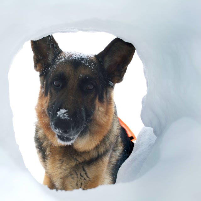Ein Lawinen-Suchhund im Schnee (Symbolbild). Ein Mann in den USA hat nach elf Monaten seinen nach einer Lawine verschwundenen Hund Ullr gesichtet.