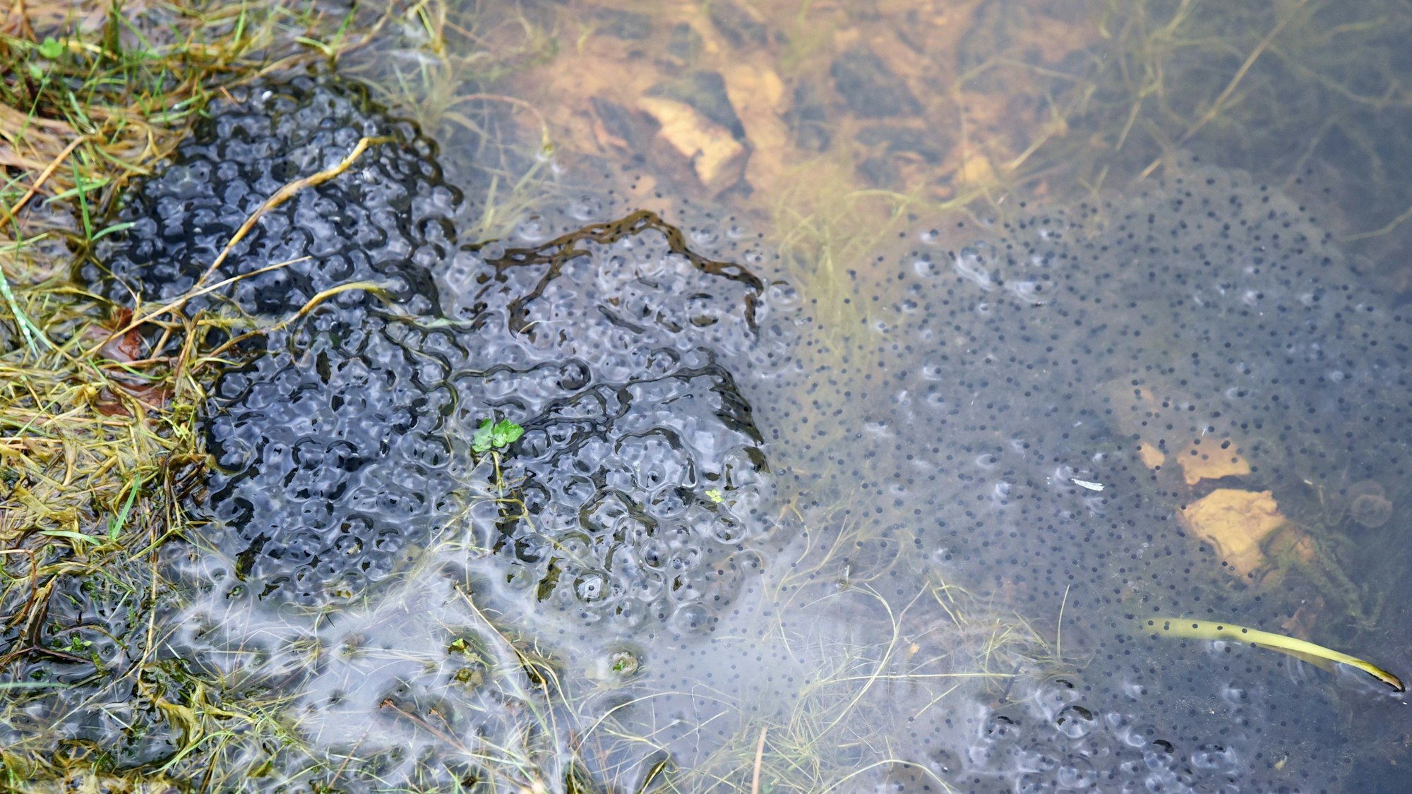In einem kleinen, flachen Tümpel treibt der Laich von Grasfröschen. Vor drei Jahren hat die Waldbröler Nabu-Gruppe dieses Gewässer angelegt – mit Erfolg.