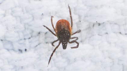 Eine Zecke sitzt auf einem weißen Untergrund und wird unter einem Mikroskop fotografiert. Die Zecken übertragen die gefährliche Krankheit FSME.