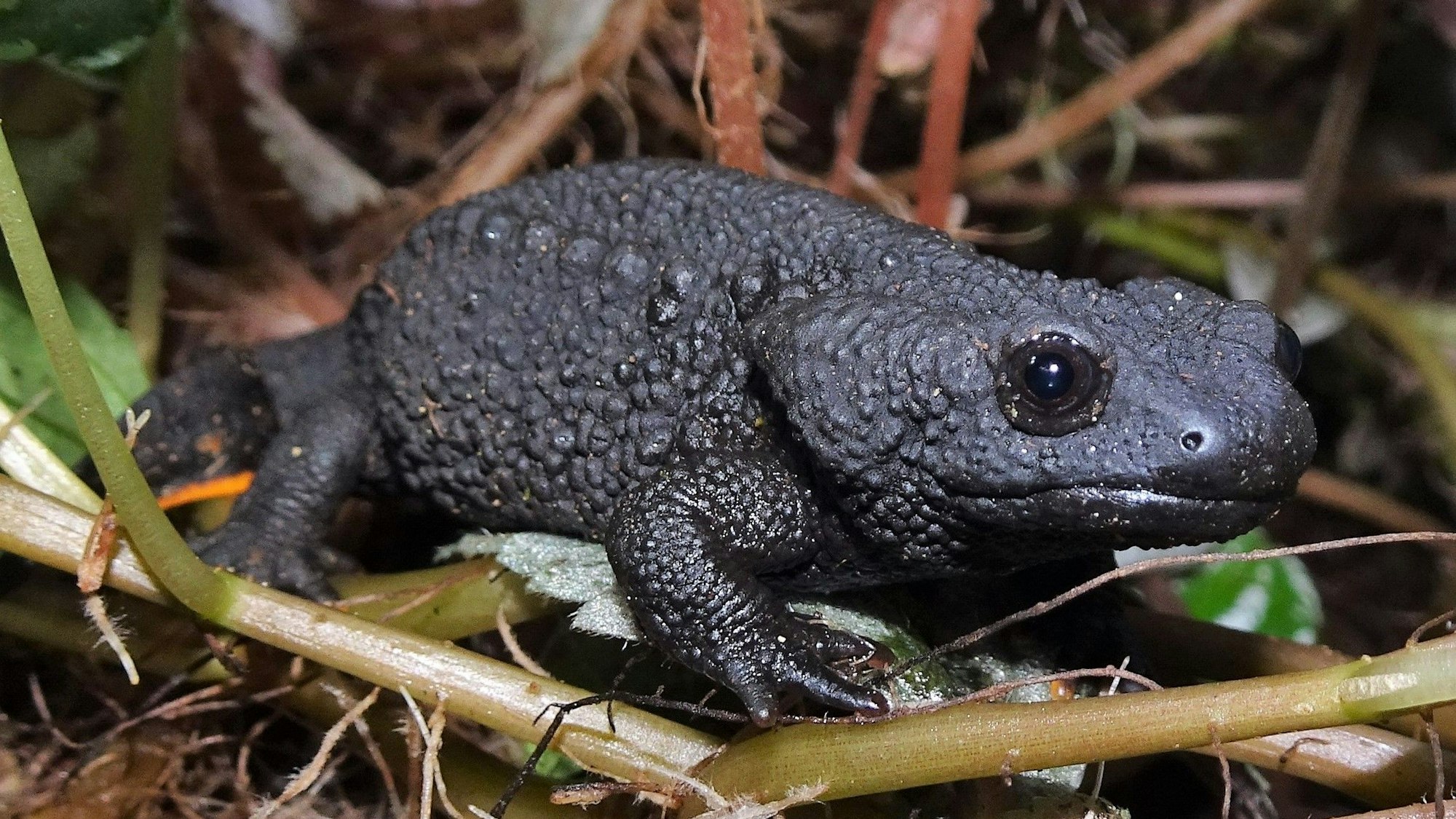 Ein schwarzer Krokodilmolch sitzt im Unterholz.