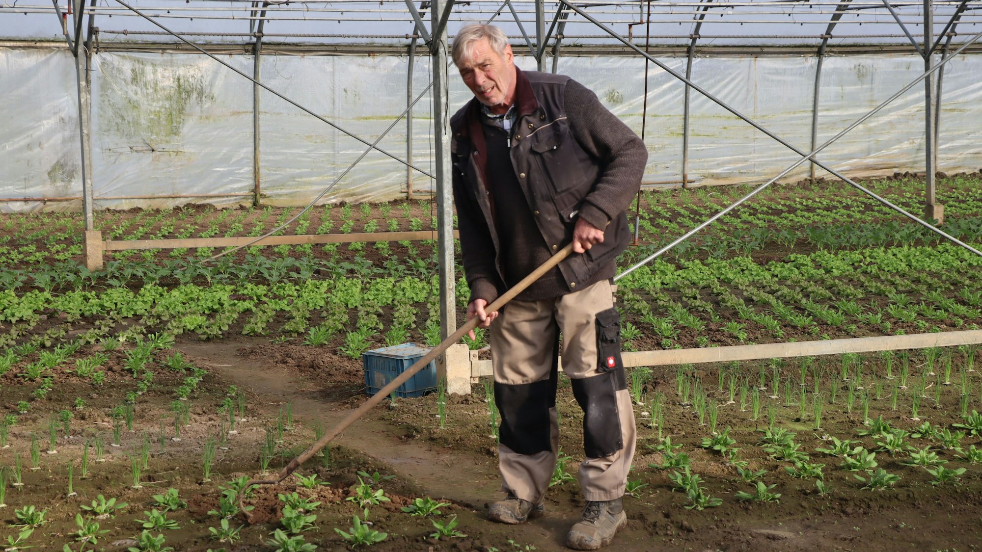 Landwirt Karl-Heinz Steiger hält die Beete auch im geschützten Anbau in Schuss.