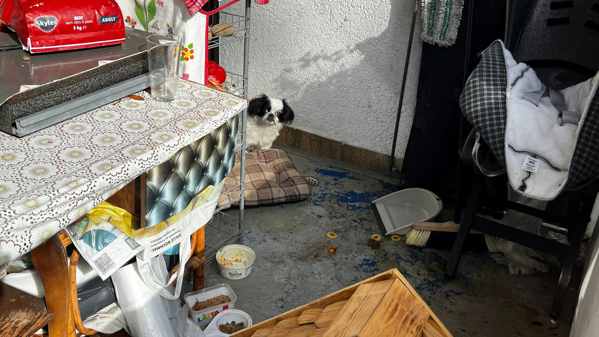Das Foto zeigt einen kleinen Hund auf einem verwahrlosten Balkon.