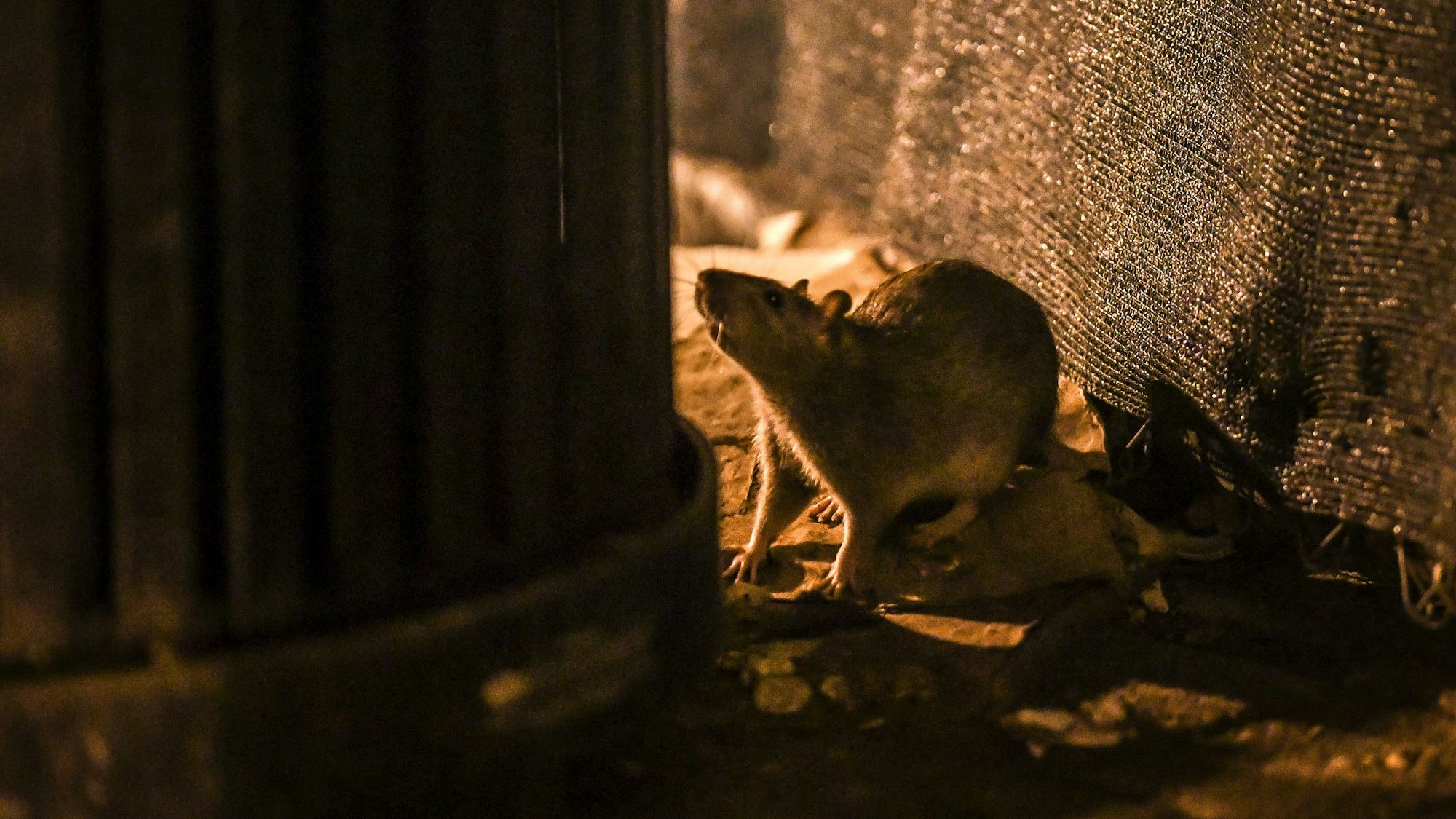 Eine Ratte sucht in der Nähe eines Mülleimers nach Nahrung.