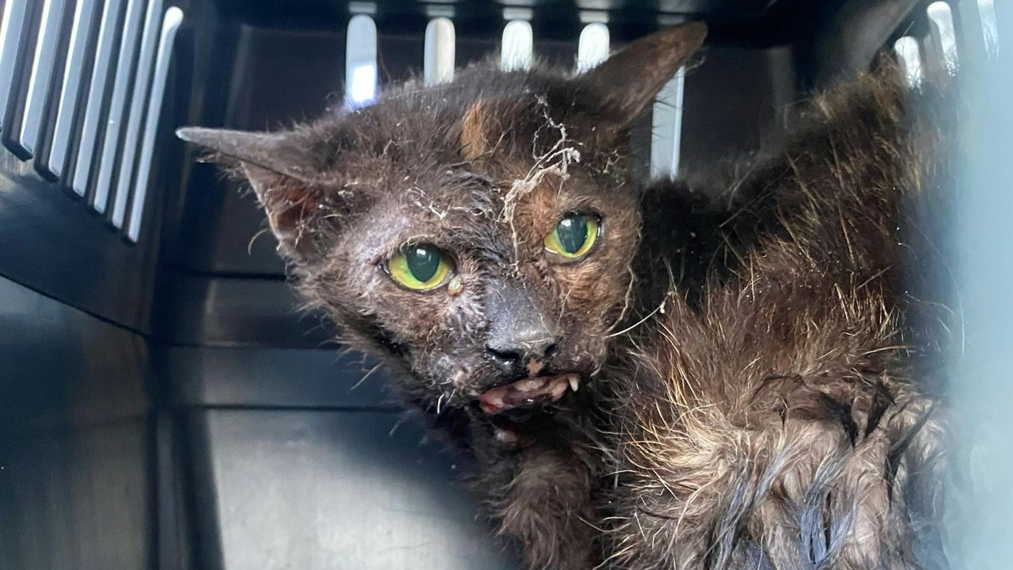 Eine Katze mit schwarz-braunem Fell in einer Transportbox. Sie ist am Kiefer verwundet und hat Spinnweben im Gesicht. Das Fell ist ungepflegt.