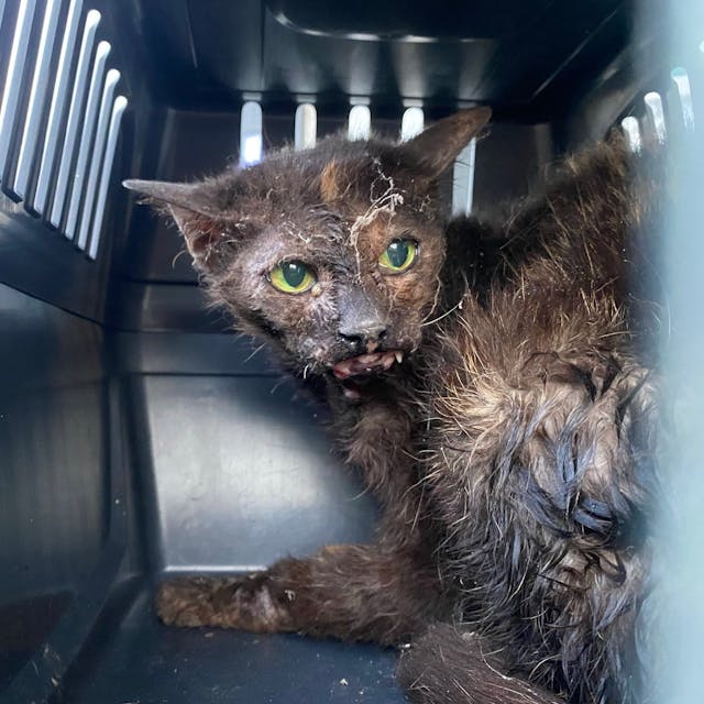 Eine Katze mit schwarz-braunem Fell in einer Transportbox. Sie ist am Kiefer verwundet und hat Spinnweben im Gesicht. Das Fell ist ungepflegt.