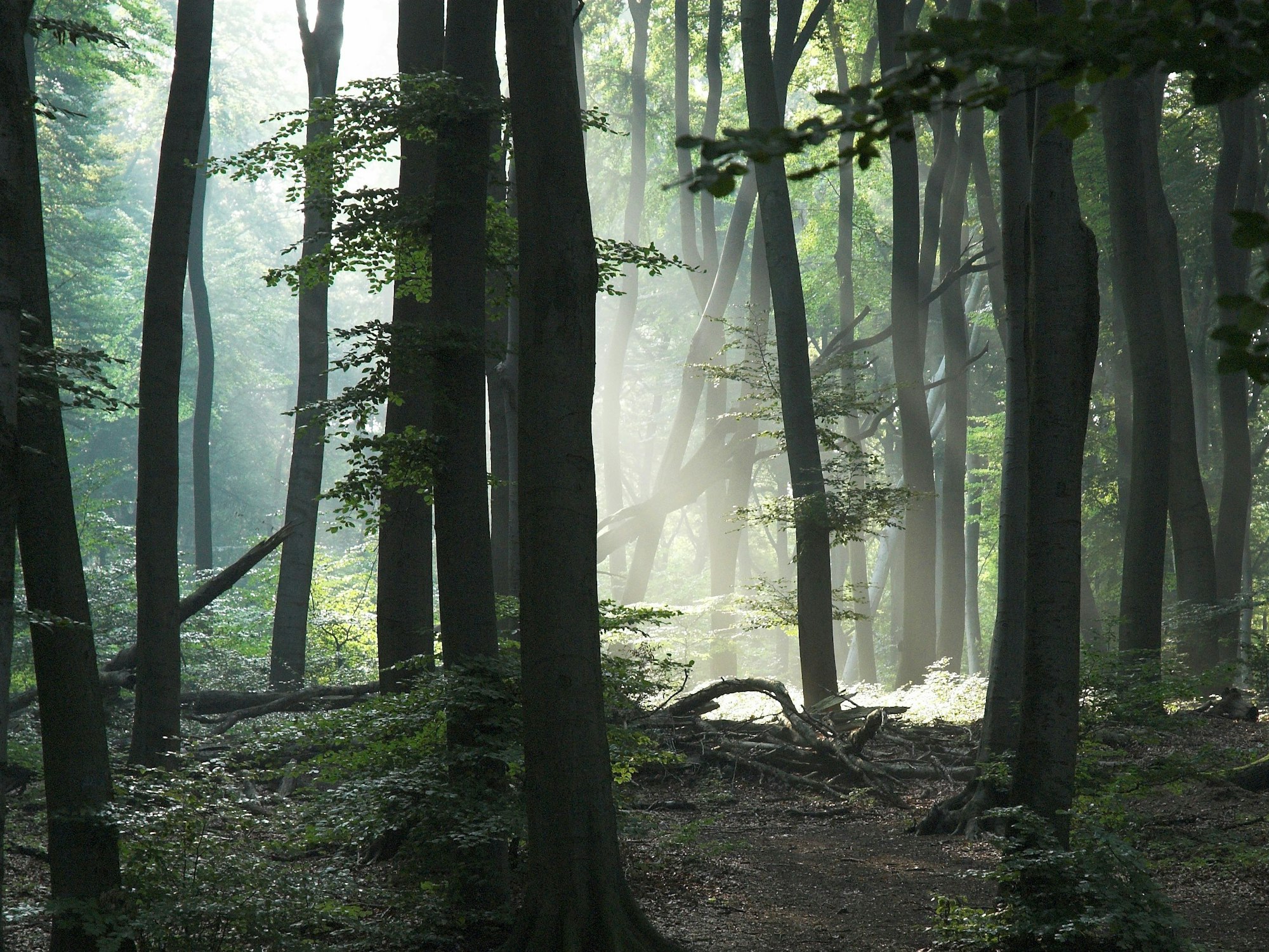 Das Bild zeigt Sonnenstrahlen, die in einen Wald fallen.