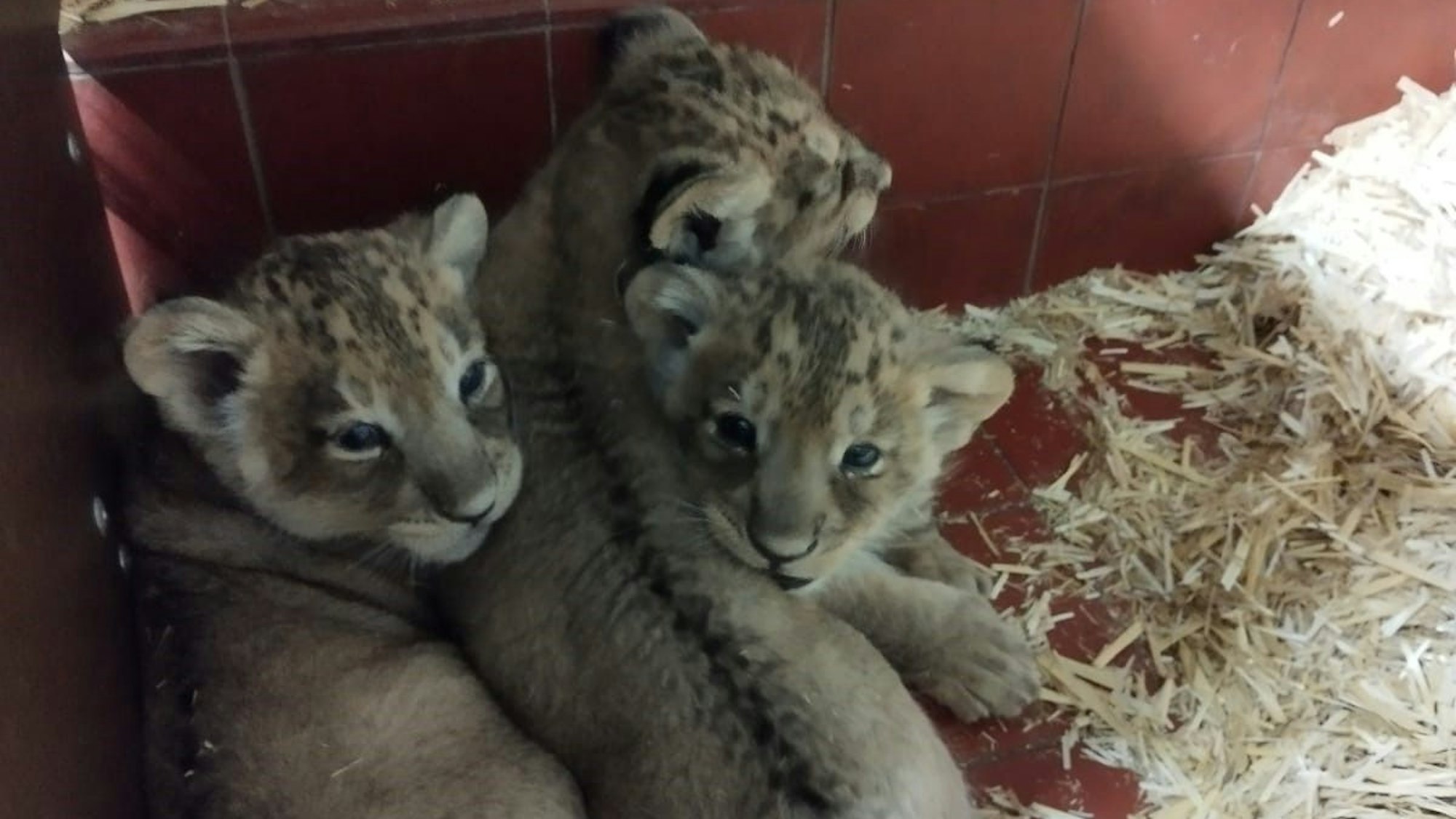 Schon ganz schön groß geworden sind die drei jungen Asiatische Löwen im Kölner Kölner Zoo