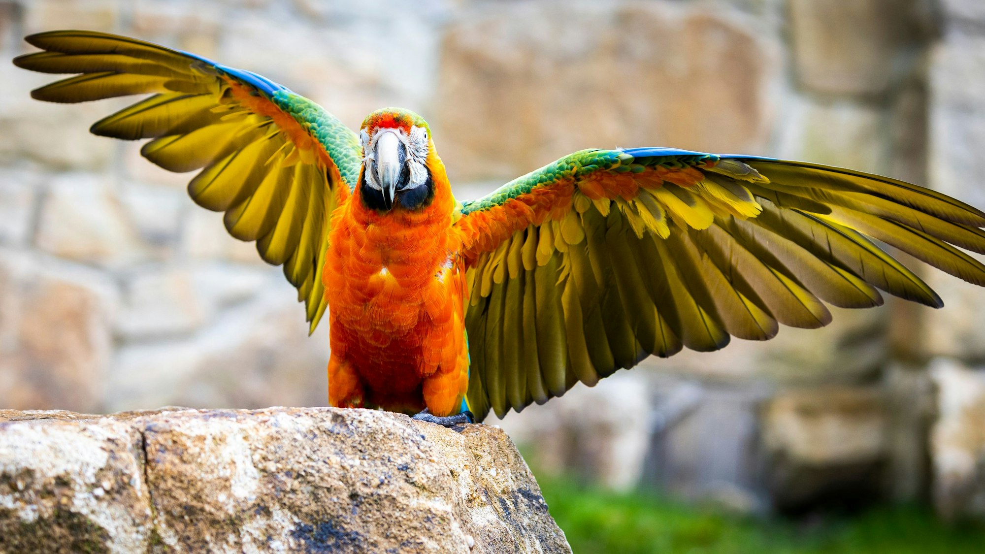 Ein Papagei sitzt auf einem Felsen im Zoo und streckt die Flügel aus. Das RKI beobachtet derzeit einen signifikanten Anstieg der Fallzahlen in Deutschland. (Symbolbild)