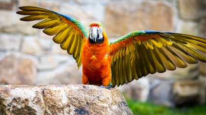 Ein Papagei sitzt auf einem Felsen im Zoo und streckt die Flügel aus. Das RKI beobachtet derzeit einen signifikanten Anstieg der Fallzahlen in Deutschland. (Symbolbild)