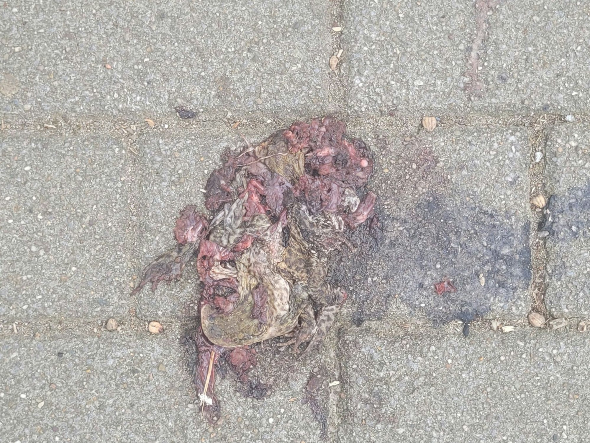 Was für ein schrecklicher Anblick: Die Tierschützerin Ingrid Reckmeier hat die toten Kröten fotografiert.