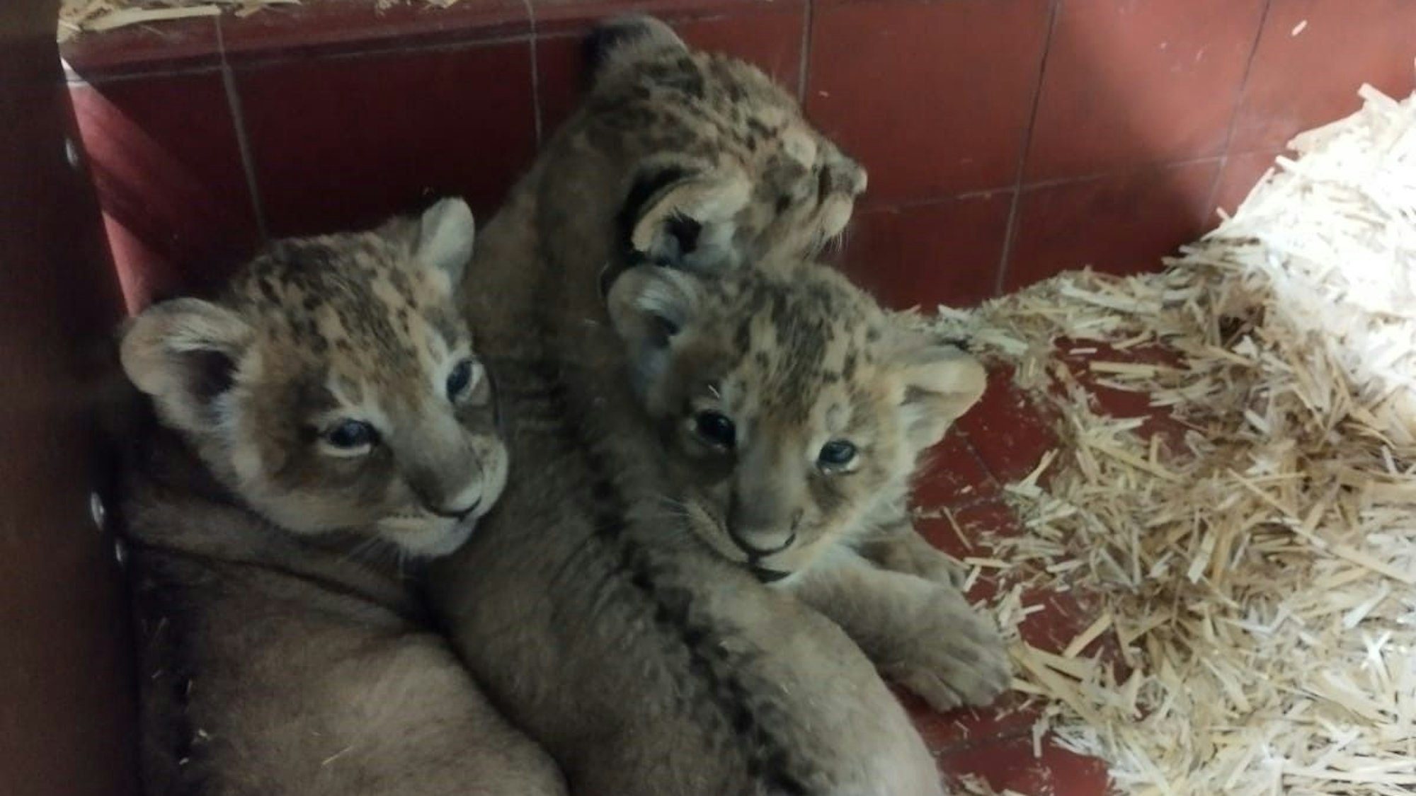 Drei Löwen-Babys in einem Gehege