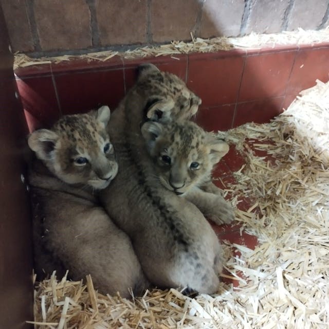 Drei Löwen-Babys in einem Gehege