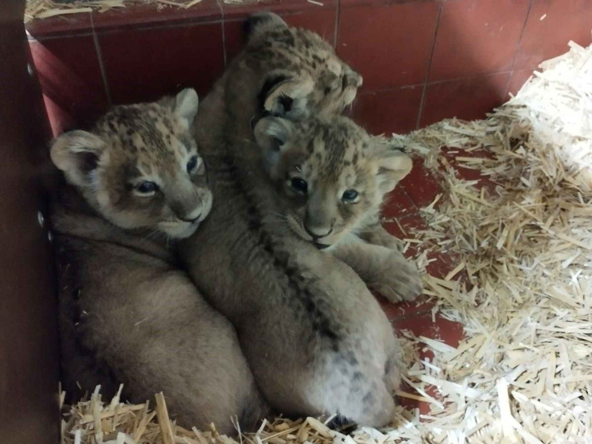 Drei Löwen-Jungtiere drängen sich aneinander.
