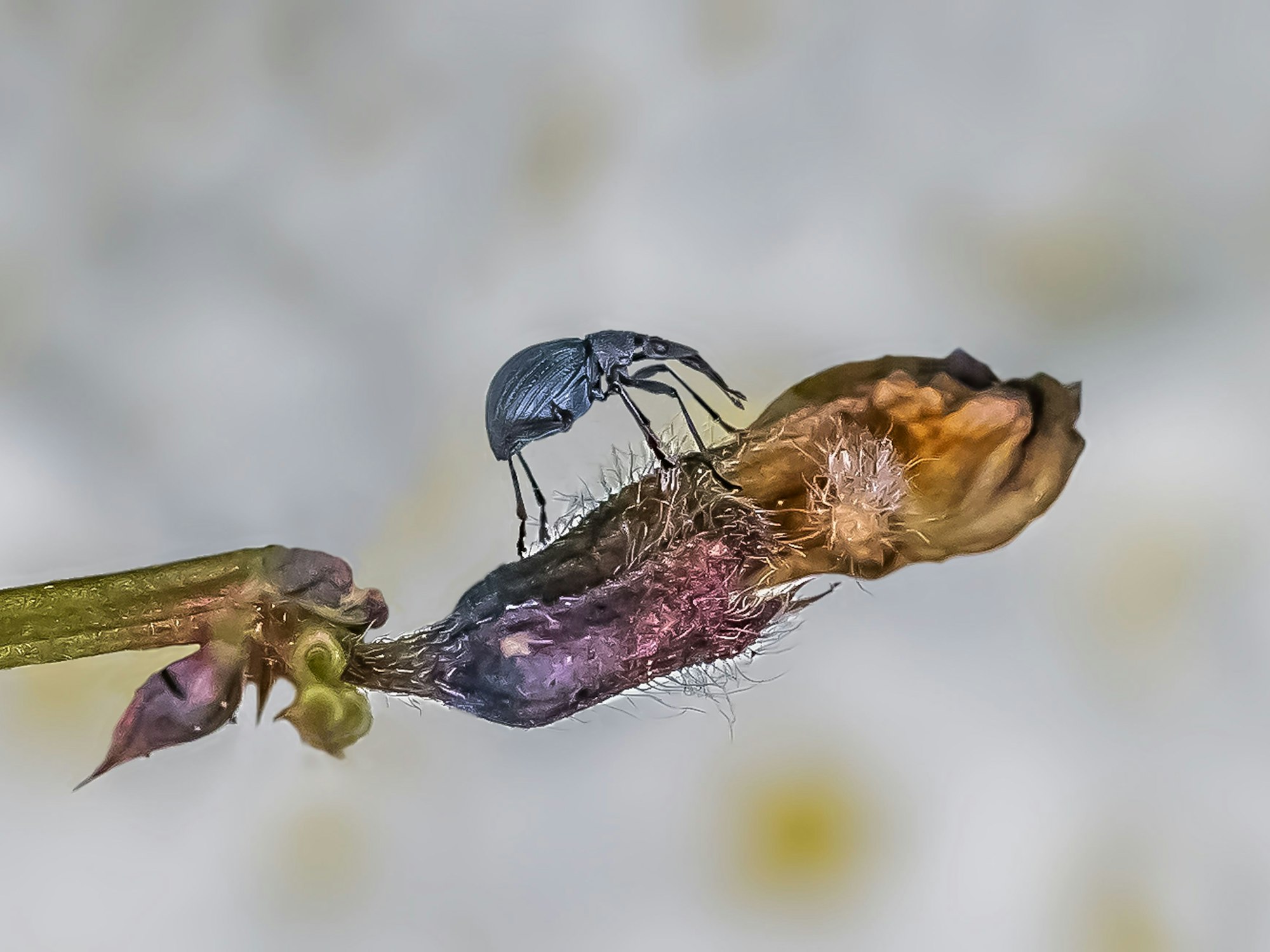 Ein bläulich schimmernder Rüsselkäfer sitzt auf einer Pflanze.