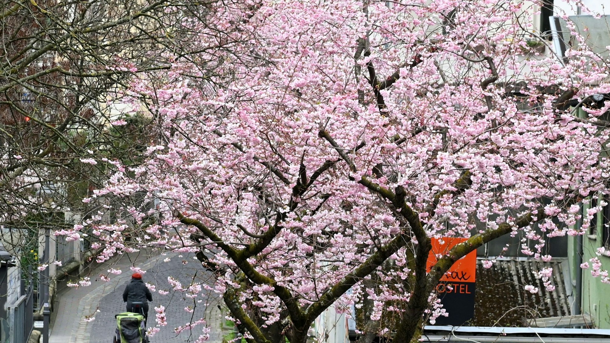 07.03.2024 Bonn. Auf der Maxstraße in der Altstadt blühen die ersten Kirschbäume. Foto: Alexander Schwaiger