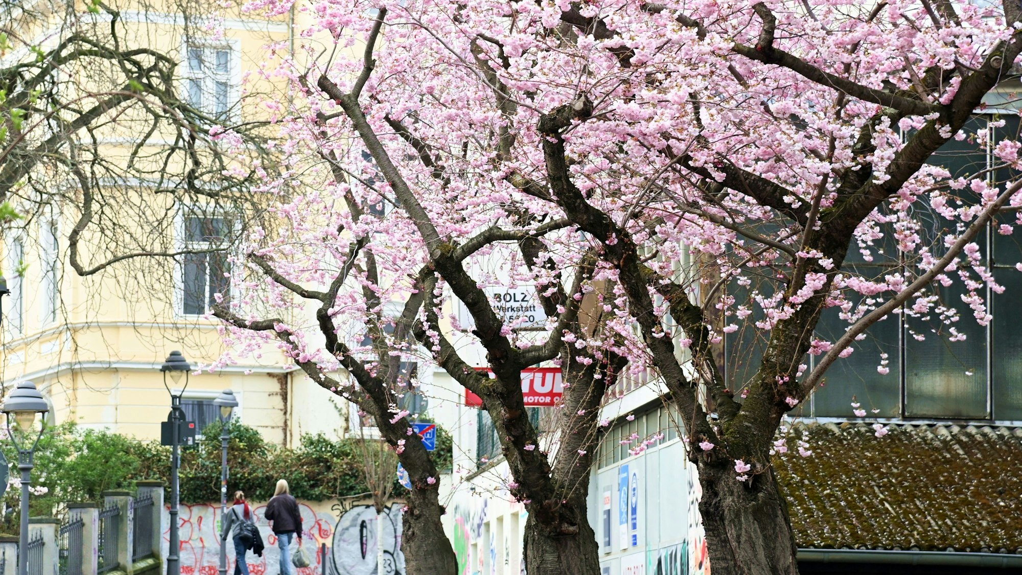 Auf der Maxstraße in der Altstadt blühen die ersten Kirschbäume.