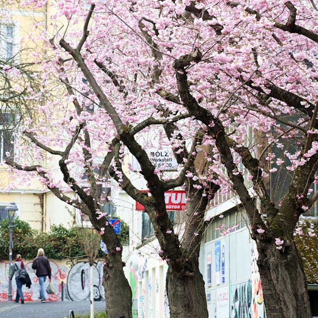 Auf der Maxstraße in der Altstadt blühen die ersten Kirschbäume.&nbsp;