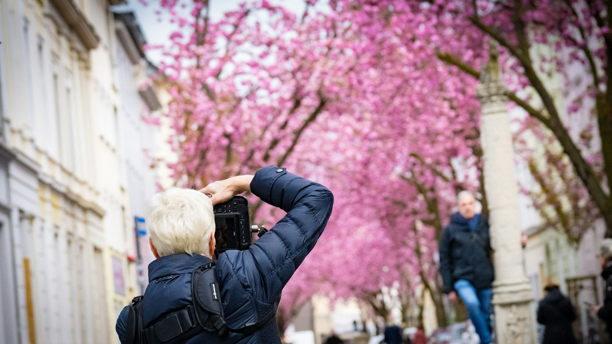 Eine Besucherin fotografiert die Bonner Kirschblüte 2023.