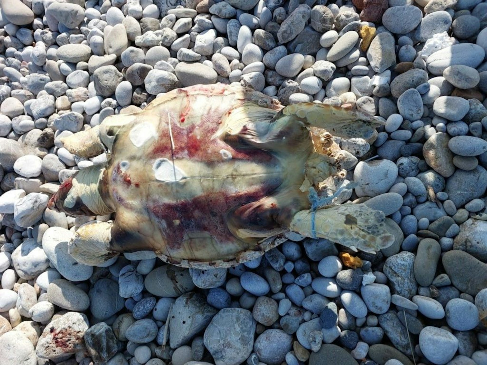 Bild einer der toten Unechten Karettschildkröten an der Küste Zyperns:  Über 40 Prozent der Schildkröten dort hatten Plastikstücke im Körper.