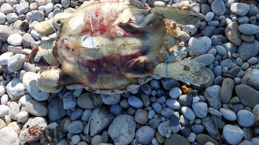Bild einer der toten Unechten Karettschildkröten an der Küste Zyperns:  Über 40 Prozent der Schildkröten dort hatten Plastikstücke im Körper.