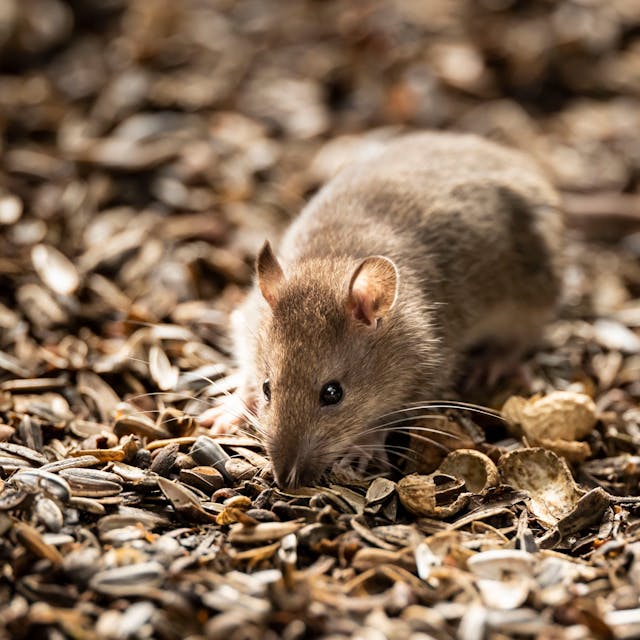 Eine Ratte. (Symbolfoto)