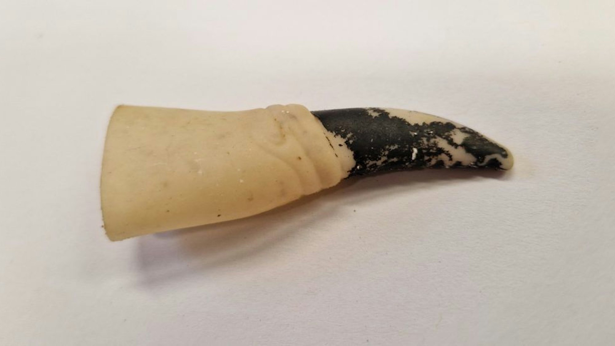 Der Finger eines Halloween-Kostüms wurde im Bauch einer toten Schildkröte gefunden.