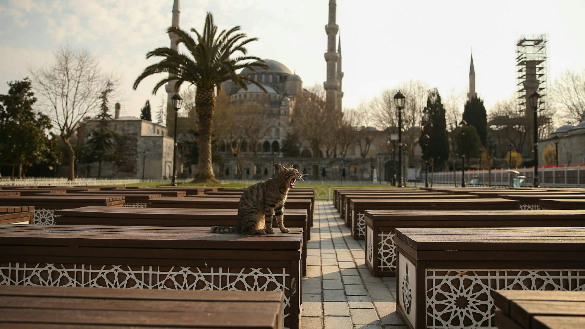 Eine Katze sitzt im Garten vor der Blauen Moschee.
